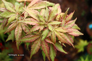 - Acer palmatum 'Nebula' Variegated Japanese Maple - Mr Maple │ Buy Japanese Maple Trees