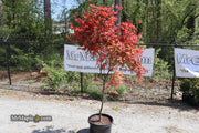 - FOR PICKUP ONLY | Acer palmatum 'Purple Ghost' Japanese Maple | DOES NOT SHIP - Mr Maple │ Buy Japanese Maple Trees
