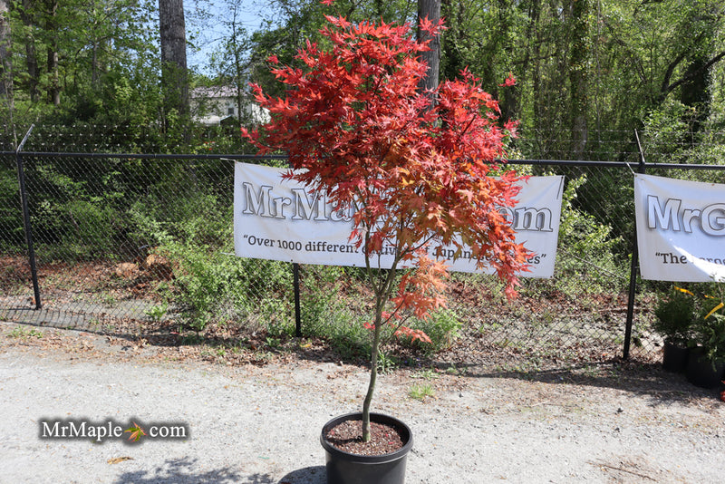 - FOR PICKUP ONLY | Acer palmatum 'Purple Ghost' Japanese Maple | DOES NOT SHIP - Mr Maple │ Buy Japanese Maple Trees