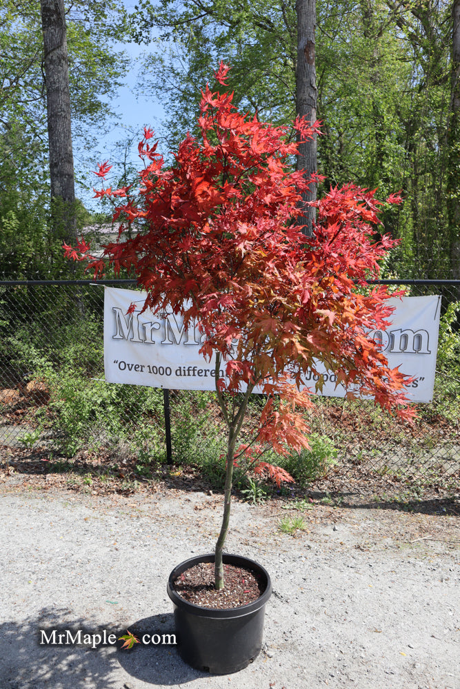 - FOR PICKUP ONLY | Acer palmatum 'Purple Ghost' Japanese Maple | DOES NOT SHIP - Mr Maple │ Buy Japanese Maple Trees