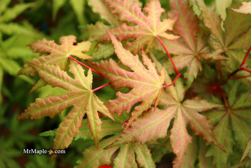 - Acer palmatum 'Nebula' Variegated Japanese Maple - Mr Maple │ Buy Japanese Maple Trees