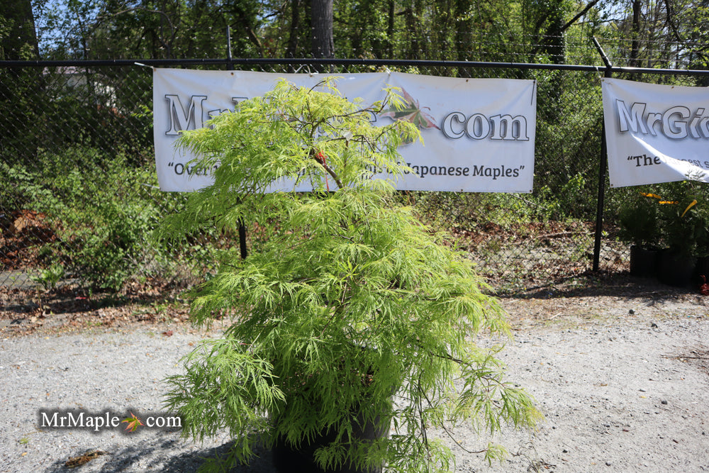 FOR PICKUP ONLY | Acer palmatum 'Viridis' Japanese Maple | DOES NOT SHIP