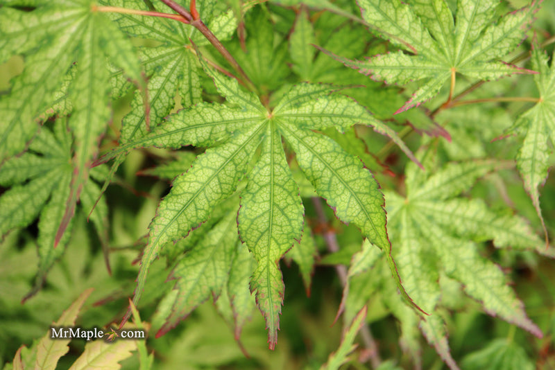 - Acer palmatum 'Phantom Flame' Japanese Maple - Mr Maple │ Buy Japanese Maple Trees