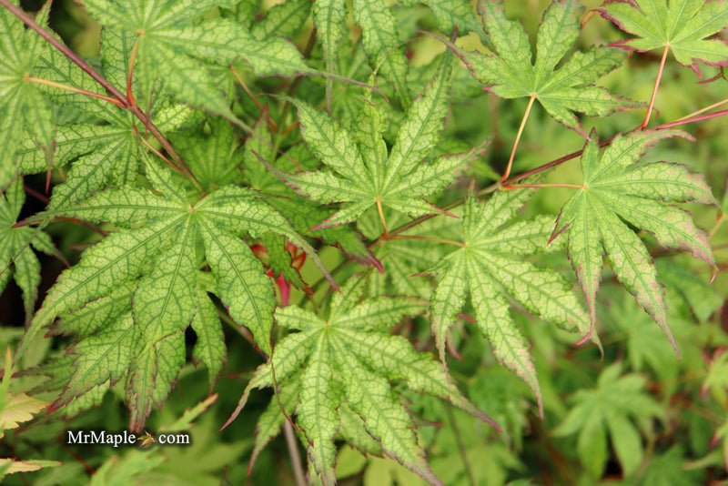- Acer palmatum 'Phantom Flame' Japanese Maple - Mr Maple │ Buy Japanese Maple Trees