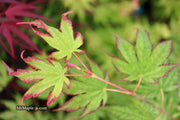 - Acer palmatum 'Phantom Flame' Japanese Maple - Mr Maple │ Buy Japanese Maple Trees