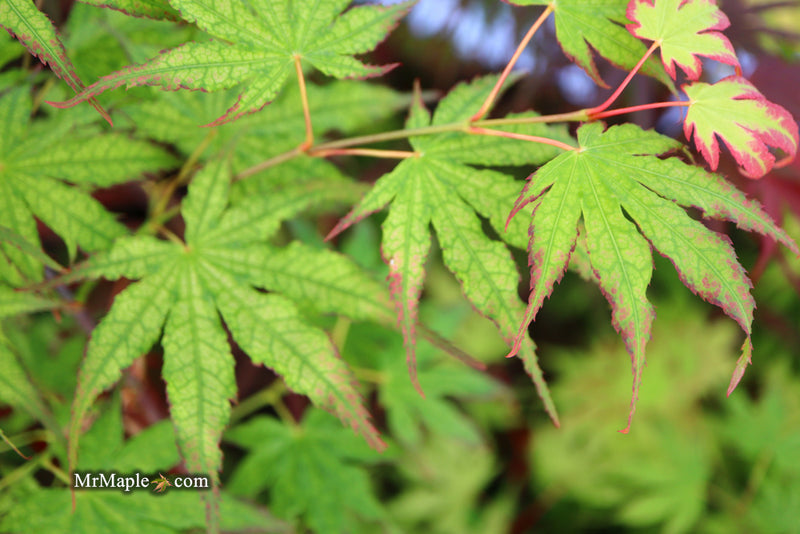 - Acer palmatum 'Phantom Flame' Japanese Maple - Mr Maple │ Buy Japanese Maple Trees