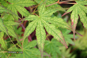 - Acer palmatum 'Phantom Flame' Japanese Maple - Mr Maple │ Buy Japanese Maple Trees