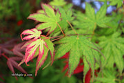 - Acer palmatum 'Phantom Flame' Japanese Maple - Mr Maple │ Buy Japanese Maple Trees