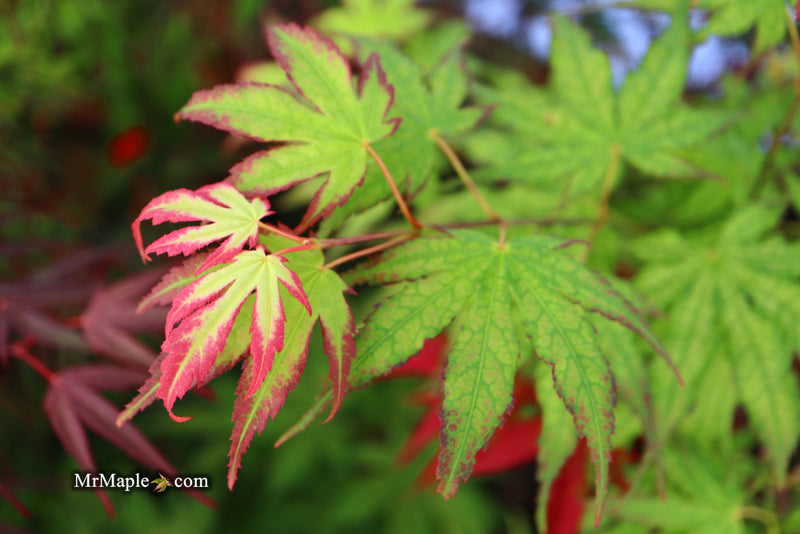 - Acer palmatum 'Phantom Flame' Japanese Maple - Mr Maple │ Buy Japanese Maple Trees