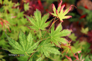 - Acer palmatum 'Phantom Flame' Japanese Maple - Mr Maple │ Buy Japanese Maple Trees