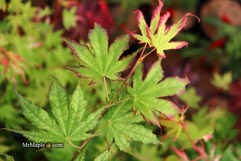 - Acer palmatum 'Phantom Flame' Japanese Maple - Mr Maple │ Buy Japanese Maple Trees
