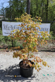 - FOR PICKUP ONLY | Acer shirasawanum Moonrise™ Full Moon Japanese Maple | DOES NOT SHIP - Mr Maple │ Buy Japanese Maple Trees