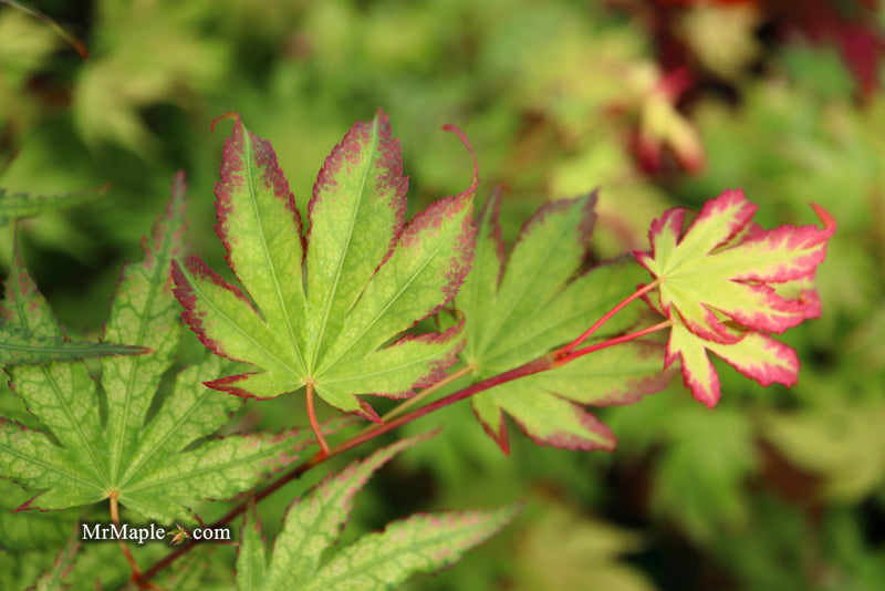 - Acer palmatum 'Phantom Flame' Japanese Maple - Mr Maple │ Buy Japanese Maple Trees
