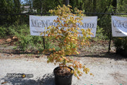 - FOR PICKUP ONLY | Acer shirasawanum Moonrise™ Full Moon Japanese Maple | DOES NOT SHIP - Mr Maple │ Buy Japanese Maple Trees