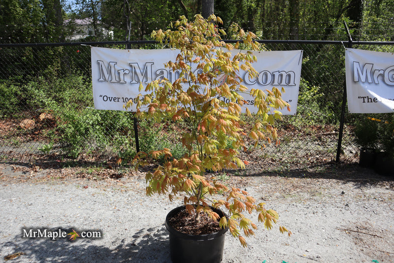 - FOR PICKUP ONLY | Acer shirasawanum Moonrise™ Full Moon Japanese Maple | DOES NOT SHIP - Mr Maple │ Buy Japanese Maple Trees