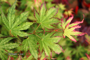 - Acer palmatum 'Phantom Flame' Japanese Maple - Mr Maple │ Buy Japanese Maple Trees