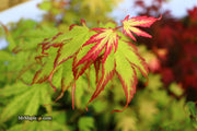 - Acer palmatum 'Phantom Flame' Japanese Maple - Mr Maple │ Buy Japanese Maple Trees