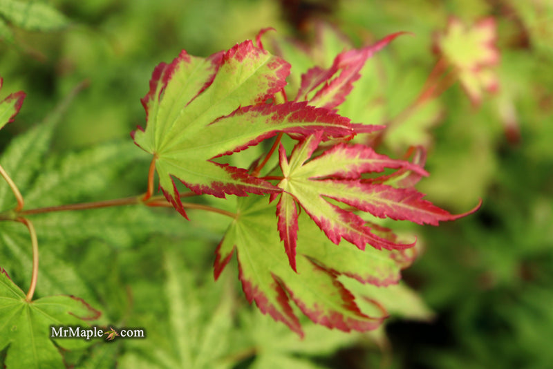 - Acer palmatum 'Phantom Flame' Japanese Maple - Mr Maple │ Buy Japanese Maple Trees