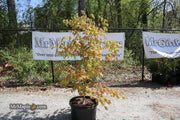 - FOR PICKUP ONLY | Acer shirasawanum Moonrise™ Full Moon Japanese Maple | DOES NOT SHIP - Mr Maple │ Buy Japanese Maple Trees