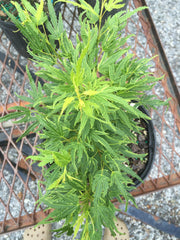- Acer palmatum Kryptonite™ Japanese Maple - Mr Maple │ Buy Japanese Maple Trees