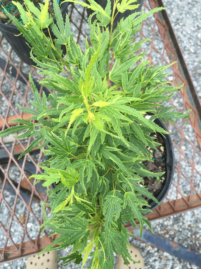 - Acer palmatum Kryptonite™ Japanese Maple - Mr Maple │ Buy Japanese Maple Trees