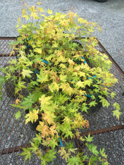 - Acer palmatum 'Dragon Master' Golden Weeping Japanese Maple - Mr Maple │ Buy Japanese Maple Trees