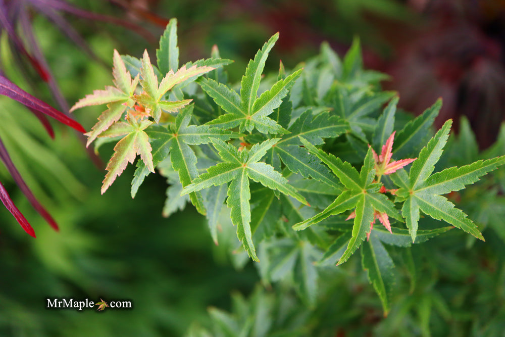 Acer palmatum 'Goshiki kotohime' Dwarf Japanese Maple