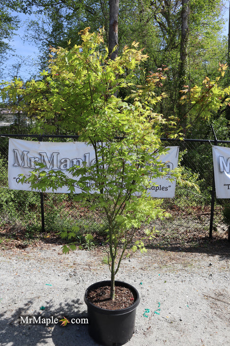 FOR PICKUP ONLY | Acer palmatum 'Sawa chidori' Japanese Maple | DOES NOT SHIP