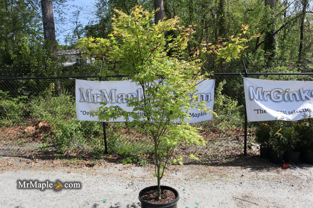 FOR PICKUP ONLY | Acer palmatum 'Sawa chidori' Japanese Maple | DOES NOT SHIP