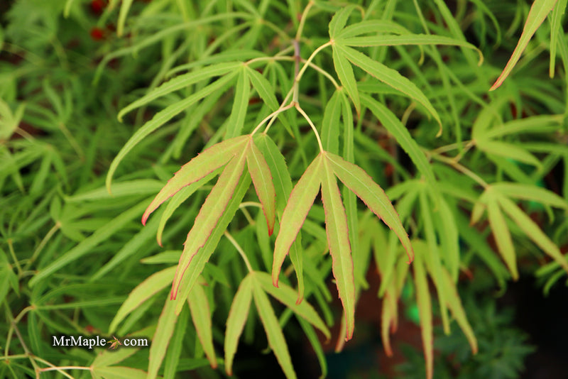 - Acer palmatum 'Yellow Threads' Rare Japanese Maple - Mr Maple │ Buy Japanese Maple Trees