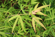 - Acer palmatum 'Yellow Threads' Rare Japanese Maple - Mr Maple │ Buy Japanese Maple Trees