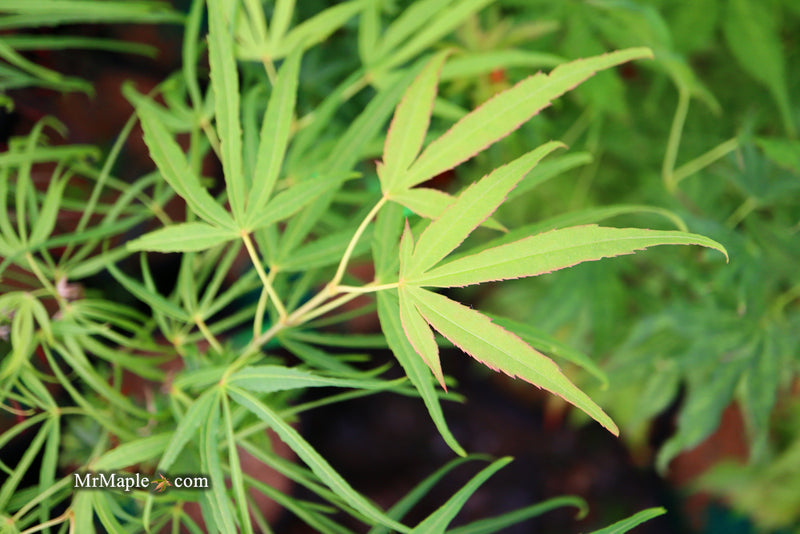 - Acer palmatum 'Yellow Threads' Rare Japanese Maple - Mr Maple │ Buy Japanese Maple Trees