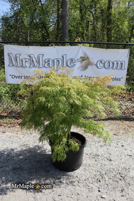 FOR PICKUP ONLY | Acer palmatum 'Otto's Dissectum' Weeping Japanese Maple | DOES NOT SHIP