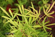 - Acer palmatum 'Yellow Threads' Rare Japanese Maple - Mr Maple │ Buy Japanese Maple Trees