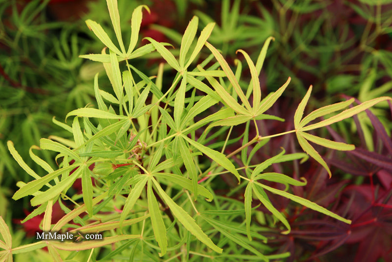 - Acer palmatum 'Yellow Threads' Rare Japanese Maple - Mr Maple │ Buy Japanese Maple Trees