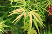 - Acer palmatum 'Yellow Threads' Rare Japanese Maple - Mr Maple │ Buy Japanese Maple Trees