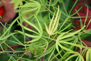 - Acer palmatum 'Yellow Threads' Rare Japanese Maple - Mr Maple │ Buy Japanese Maple Trees