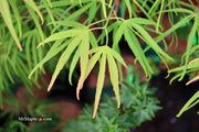 - Acer palmatum 'Yellow Threads' Rare Japanese Maple - Mr Maple │ Buy Japanese Maple Trees