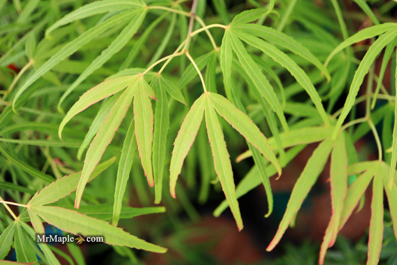 - Acer palmatum 'Yellow Threads' Rare Japanese Maple - Mr Maple │ Buy Japanese Maple Trees