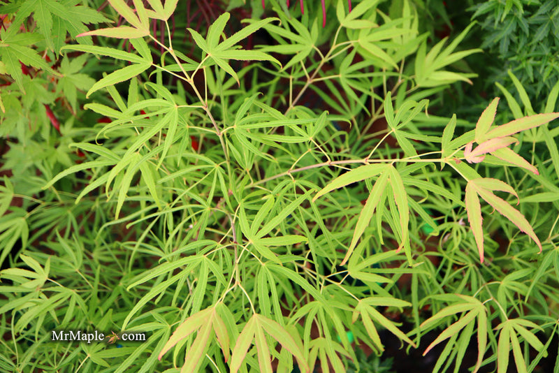 - Acer palmatum 'Yellow Threads' Rare Japanese Maple - Mr Maple │ Buy Japanese Maple Trees