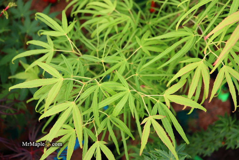 - Acer palmatum 'Yellow Threads' Rare Japanese Maple - Mr Maple │ Buy Japanese Maple Trees