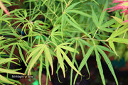 - Acer palmatum 'Yellow Threads' Rare Japanese Maple - Mr Maple │ Buy Japanese Maple Trees