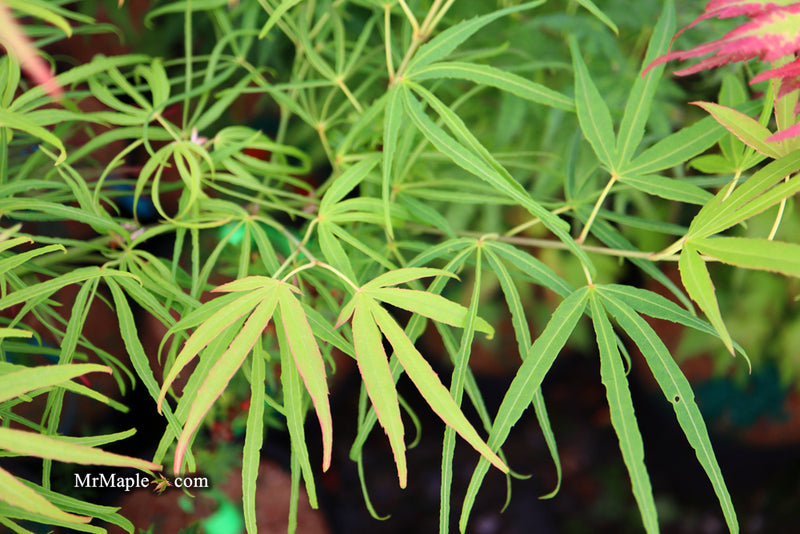 - Acer palmatum 'Yellow Threads' Rare Japanese Maple - Mr Maple │ Buy Japanese Maple Trees
