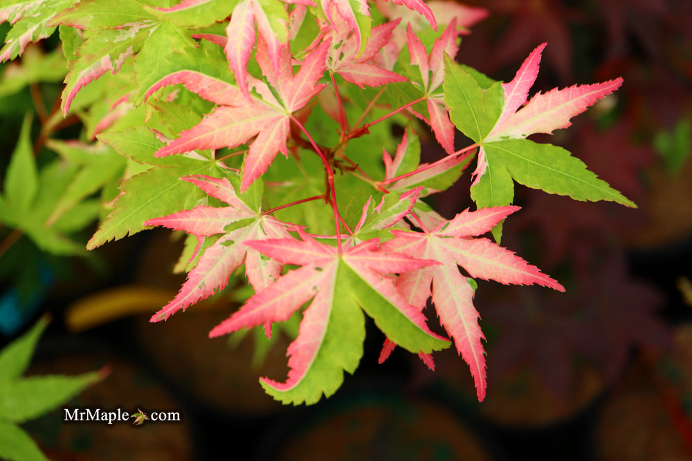 Acer palmatum 'Harriet Waldman' Japanese Maple