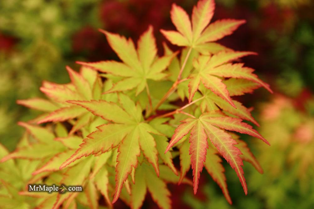 Acer palmatum 'Winter Red' Coral Bark Japanese Maple