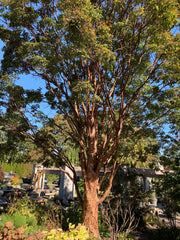 - Acer griseum - Paperbark Maple - Mr Maple │ Buy Japanese Maple Trees