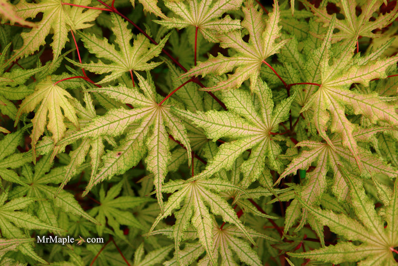 - Acer palmatum 'Strawberry Spring' Reticulated Japanese Maple - Mr Maple │ Buy Japanese Maple Trees