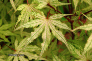 - Acer palmatum 'Strawberry Spring' Reticulated Japanese Maple - Mr Maple │ Buy Japanese Maple Trees