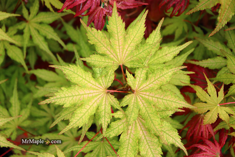 - Acer palmatum 'Strawberry Spring' Reticulated Japanese Maple - Mr Maple │ Buy Japanese Maple Trees