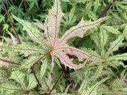 - Acer palmatum 'Strawberry Spring' Reticulated Japanese Maple - Mr Maple │ Buy Japanese Maple Trees